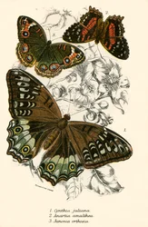 Butterflies