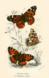 Butterflies