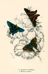 Butterflies