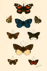 Butterflies