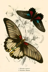 Butterflies