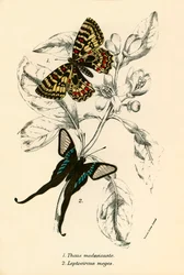 Butterflies