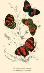 Butterflies