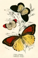 Butterflies