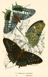 Butterflies