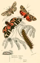 Butterflies
