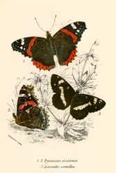 Butterflies