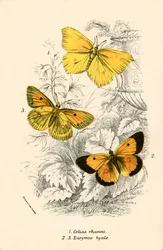 Butterflies