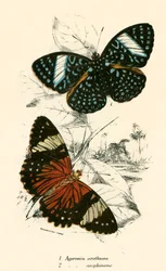 Butterflies