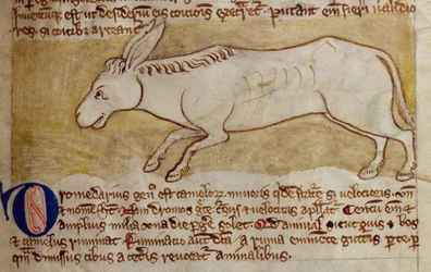 Donkey, from Bestiary