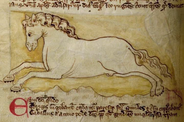 Horse, from Bestiary