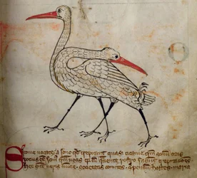 Stork, from Bestiary