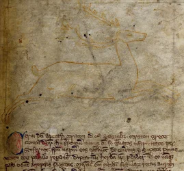 Stag, from Bestiary