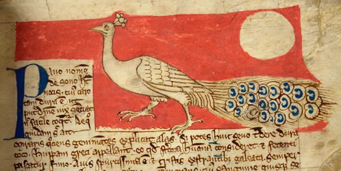 CCA-LitMs/D/10, fol. 22r, Peacock, from a Bestiary