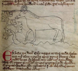 Yale, from Bestiary