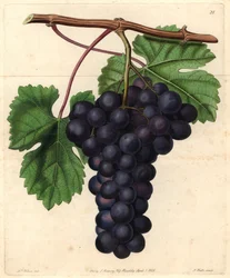 Cambridge Botanic Garden Grape from John Lindley
