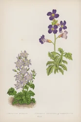 Campanula Muralis; Aubrietia Deltoidea B Grandiflora