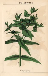 Caper spurge with green seeds, Euphorbia lathyris, from 