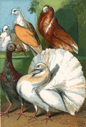 Carrier, fantail, and fancy pigeons