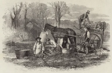Carrots for the London market