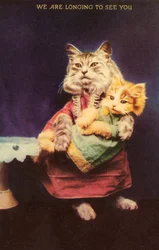 Cat and kitten