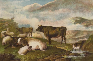 Cattle, Early Morning