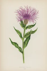 Centaurea Phrygia