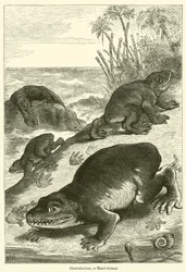 Cheirotherium, or Hand-Animal