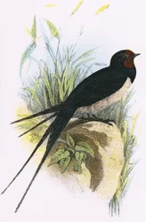 Chimney Swallow