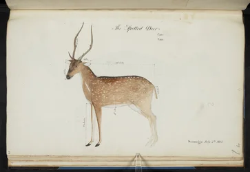 Chital. 