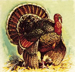 Christmas turkey