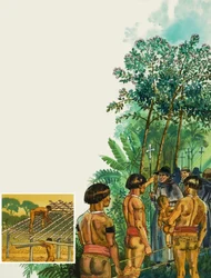 Cinchona Tree