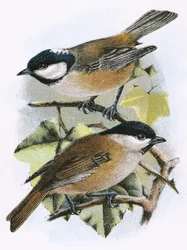 Coal Tit (Top) and Marsh Tit (Bottom)
