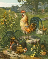 Cock, the Victor