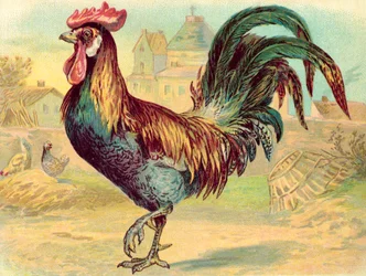 Cockerell