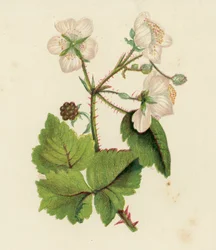Common Bramble or Blackberry, Rubus Fruticosus