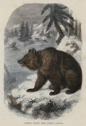 Common Brown Bear, Ursus Arctos