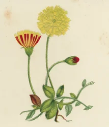 Common Mouse-Ear Hawkweed, Hieracium Pilosella
