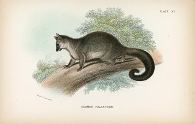 Common Phalanger
