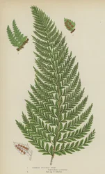 Common Prickly Fern