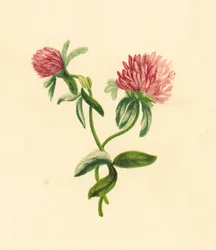 Common Purple Trefoil, Trifolium Pratense