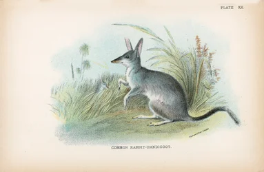 Common Rabbit-Bandicoot