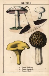 Common mushroom Agaricus, golden chantarelle mushroom Cantharellus cibarius and morel mushroom Morchella esculenta, from 