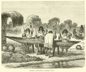 Conibos preparing turtle eggs