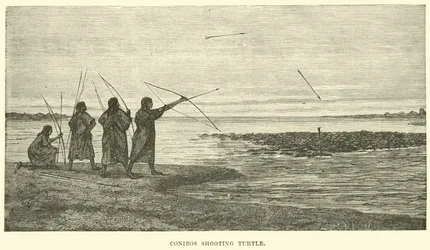 Conibos shooting turtle