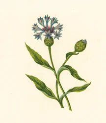 Corn Blue-Bottle, Centaurea Cyanus