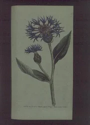 Cornflower (Centaurea montana), plate 77 from William Curtis