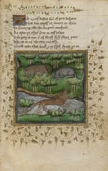 Illustration of a badger, wildcat and otter; with verse, from a 