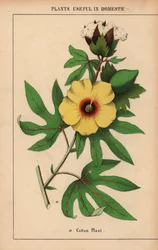 Cotton plant, with yellow flower and white cotton boll, from 