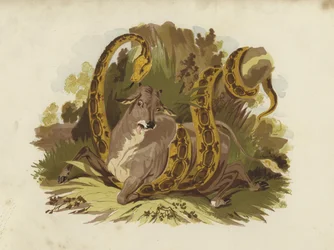 Cow Being Squeezed by Serpent